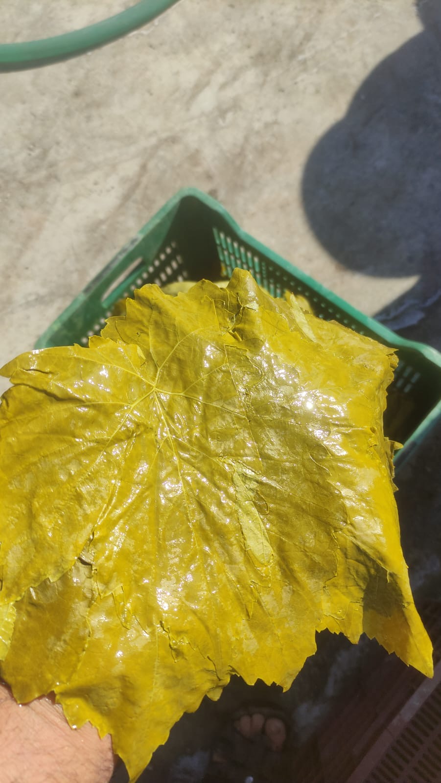 (Yeni%20Mahsül%20)Salamura%20Asma%20Yaprağı%20(1500%20cc%20pet%20ambalaj)