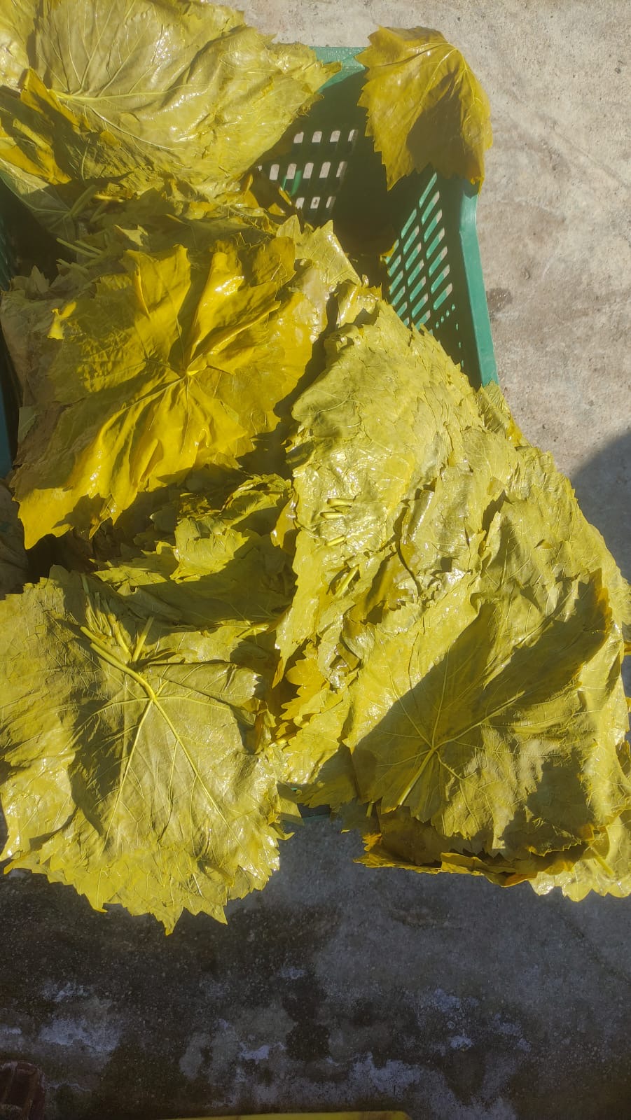(Yeni%20Mahsül%20)Salamura%20Asma%20Yaprağı%20(1500%20cc%20pet%20ambalaj)