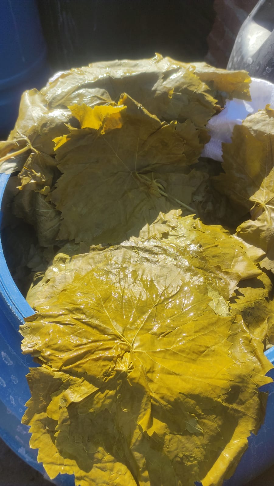 (Yeni%20Mahsül%20)Salamura%20Asma%20Yaprağı%20(1500%20cc%20pet%20ambalaj)