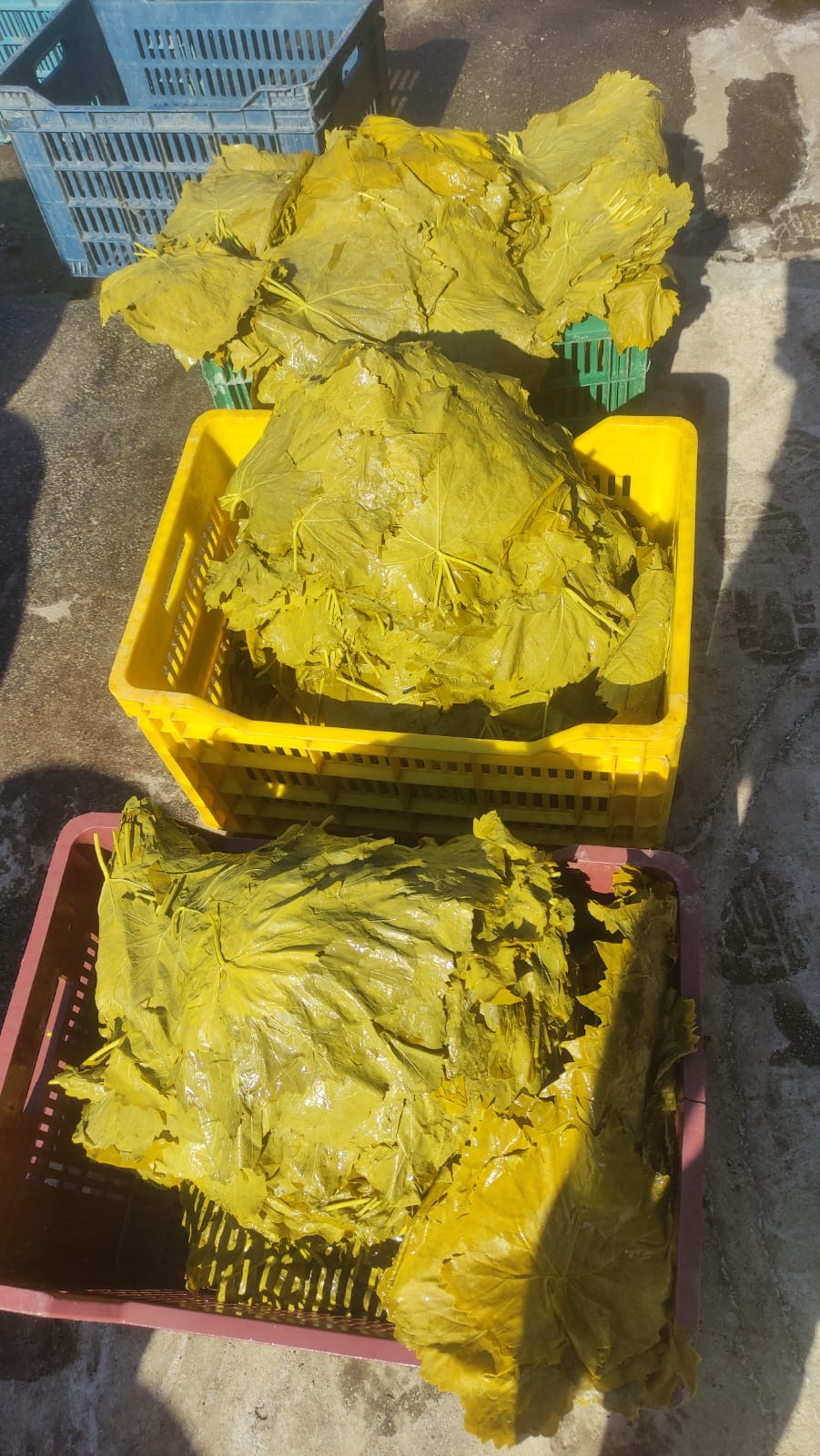 (Yeni%20Mahsül%20)Salamura%20Asma%20Yaprağı%20(1500%20cc%20pet%20ambalaj)