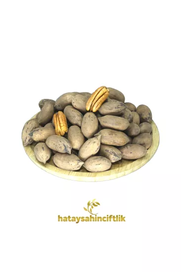 Pikan Cevizi - Pecan Nut